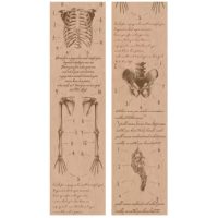 Scrapbooking Vintage lepiaca páska - Anatomie tela, 01